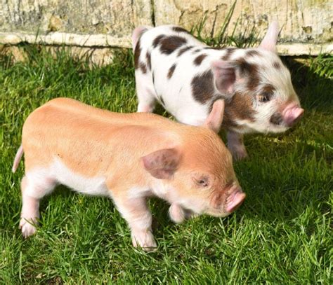 For sale - Oaklands Pigs