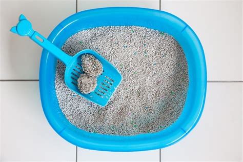 Clumping vs. Non-Clumping Cat Litter: Vet-Reviewed Pros, Cons & Which ...