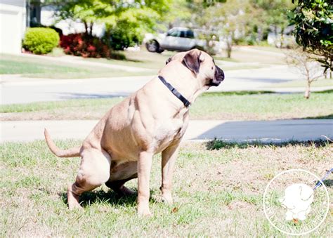 Housebreaking | Well Mannered Dog Training – Charleston, SC