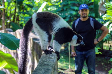 Lemur Conservation Project in Madagascar, Nosy Be - Career Break