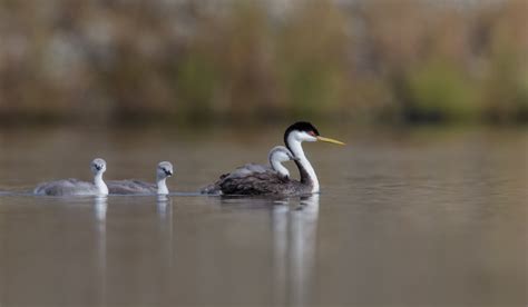 THE WESTERN GREBE