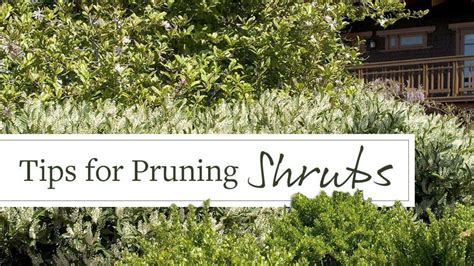 Top Tips for Pruning Shrubs: A Comprehensive Guide