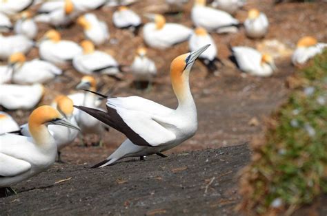 Australasian Gannets at the Muriwai Gannet Colony