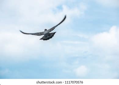 26,539 Flying Away Images, Stock Photos & Vectors | Shutterstock