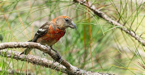 50 Dominican Republic Birds - The Worlds Rarest Birds