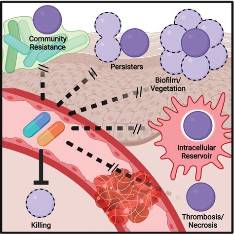 Frontiers | Antibiotic Treatment, Mechanisms for Failure, and Adjunctive Therapies for ...