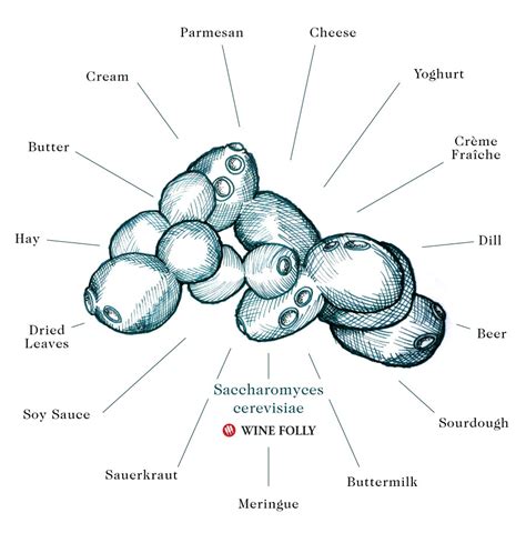 What's Up With Wild Fermentation in Wine? | Wine Folly