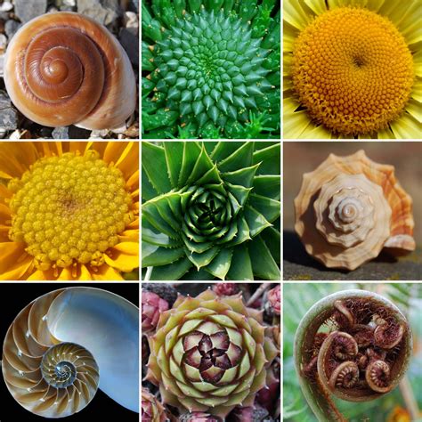 Fibonacci in Nature: Exploring the Beauty of Geometry