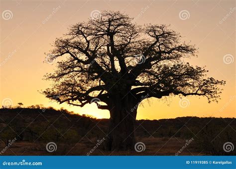 Baobab tree and sunset stock image. Image of branch, interest - 11919385