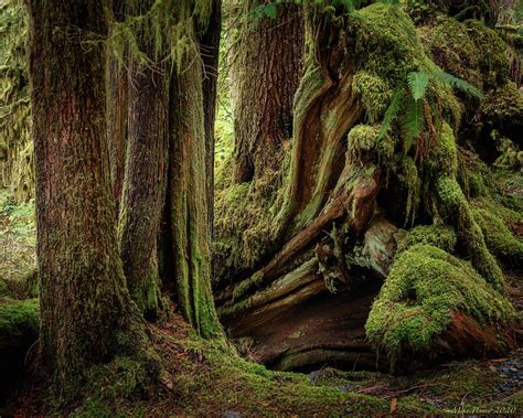 Lake Cushman 10-20-020b Photograph by Mike Penney - Fine Art America