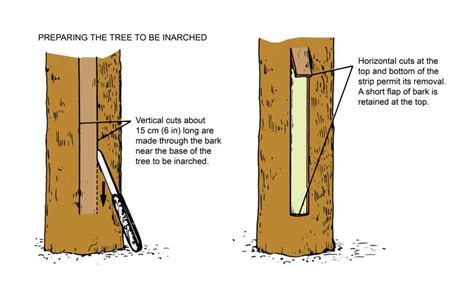 Grafting Types, Inarching