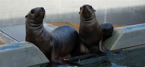 Two Orphaned Steller Sea Lion Pups Get a Second Chance at Life | The Marine Mammal Center