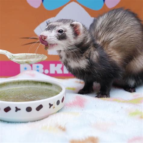 Ferret diet guide provides all you need to know about what ferrets eat to give your new pet a ...