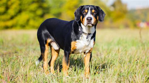 Entlebucher Mountain Dog | AKC.tv