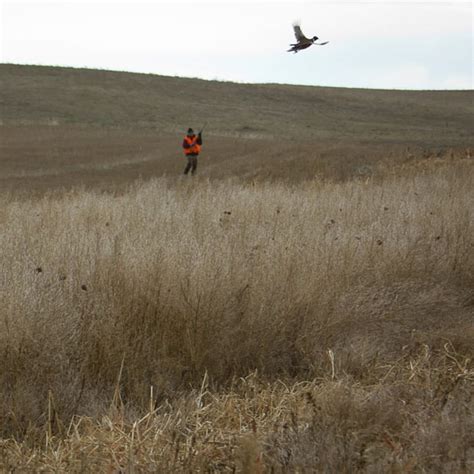 Fully Guided Pheasant Hunting in Scenic South Dakota for Small Parties ...