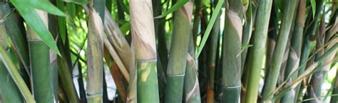 Clumping Bamboo Varieties | Palmco | Florida