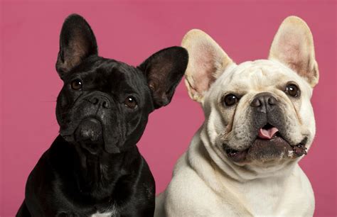 10 Of The RAREST French Bulldog Colors - Sir Doggie