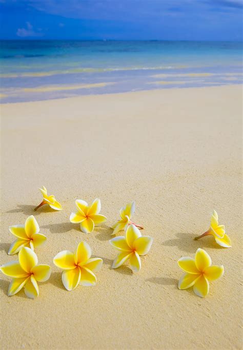 Plumerias On Beach Photograph by Tomas del Amo