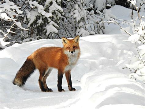 Red Fox (Vulpes vulpes) | Minnesota Mammals | UMN Duluth