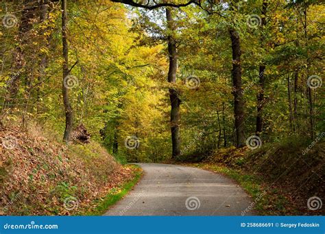 Road in the autumn forest stock image. Image of forest - 258686691