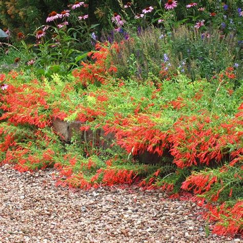 Creeping Hummingbird Trumpet, Zauschneria garrettii Orange Carpet ...