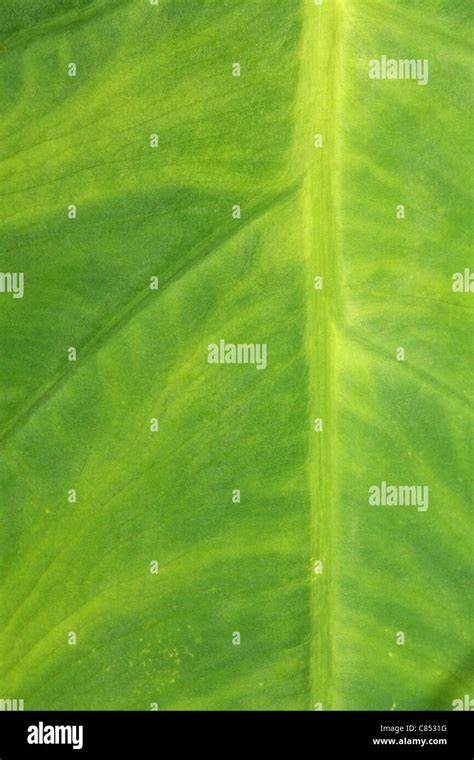 Green leafy texture for backgrounds or wallpaper Stock Photo - Alamy