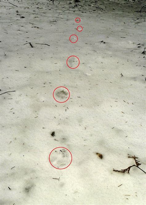 Whats The Difference Between Coyote And Dog Tracks