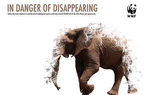 WWF Posters on Behance Wwf Poster, In This World, Elephant Poster, Save ...