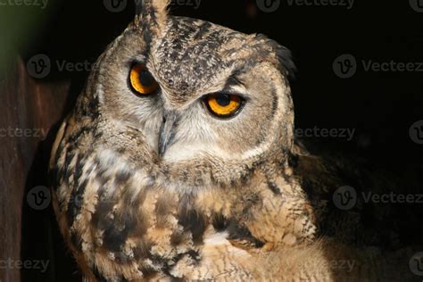 Eurasian Eagle-Owl 729980 Stock Photo at Vecteezy