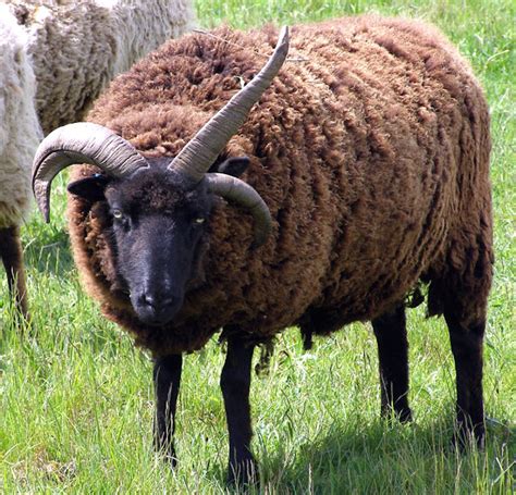 Hebridean Sheep: Characteristics, Uses, Photo