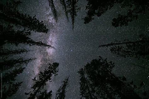 "Starry Forest Nights" by Stocksy Contributor "Ansel Collective LLC ...