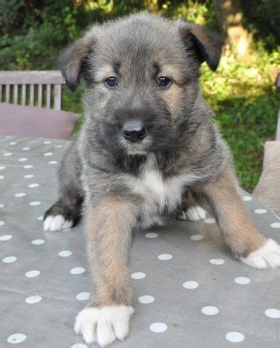 Irish Wolfhound cross puppy for sale | Lydney, Gloucestershire ...