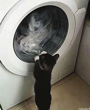 Cat Laundry GIF - Find & Share on GIPHY