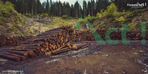 Hutan Produksi: Pengertian, Jenis, Sebaran, dan Peraturan