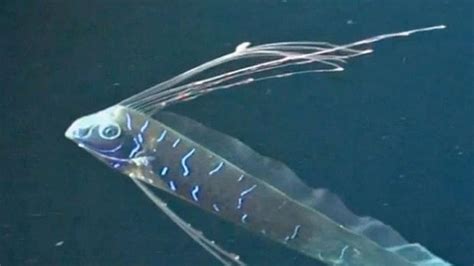 First video of mysterious oarfish - Deep-sea fish - Strange Sounds