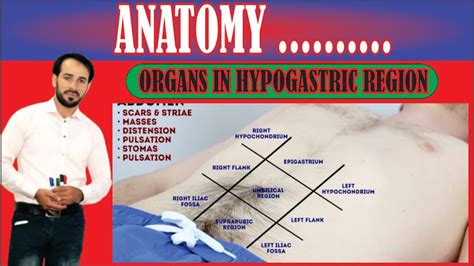 9 Regions of Abdomen | Organs in Hypogastric Region | Made Easy - YouTube