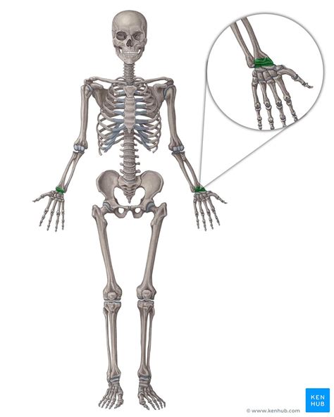 Radiocarpal (wrist) joint: Bones, ligaments, movements | Kenhub