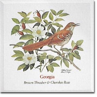 Georgia Native Plants, State Flower & State Bird | American Meadows