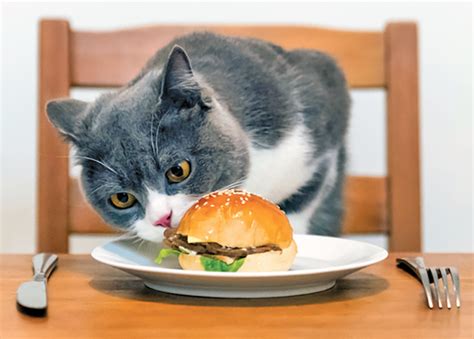 Feeding Human Foods: The Facts - Catwatch Newsletter