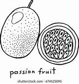 Passion Fruit Coloring Page Graphic Vector Stock Royalty Free  sketch template