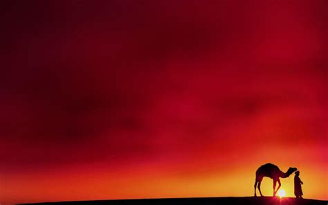 Camel Wallpapers - Wallpaper Cave