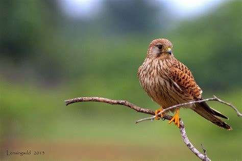 Common Kestrel