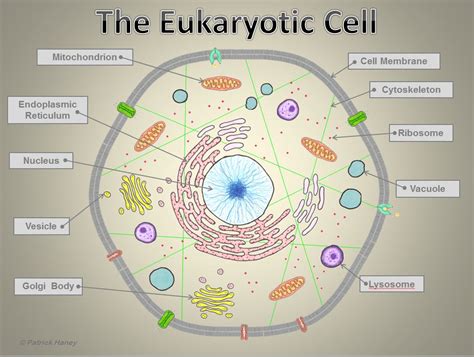 Eukaryotic Animal Cell Definition : Eukaryotic Cell — Definition & Examples - Expii : There are ...