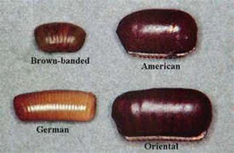 Cockroaches | UMN Extension