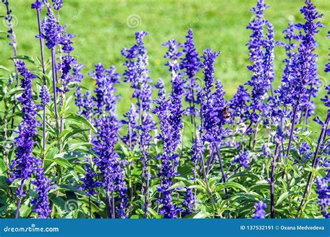 Flowers Veronica. Veronica - Genus of Flowering Plants in the Family ...