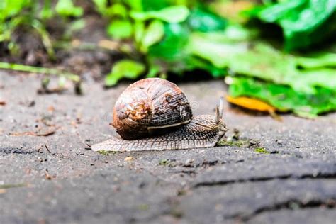 Closeup of a Snail on an Old Stump Amongst the Young Bright Green ...