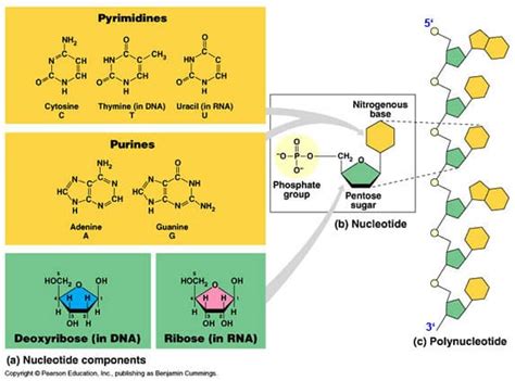 Dna: Structure and Function | SchoolWorkHelper