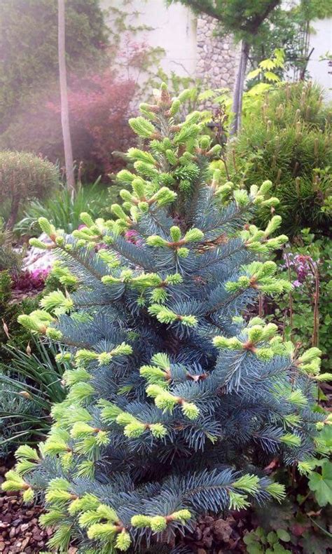 267 best images about Dwarf Conifers on Pinterest | Gardens, Pine and Dwarf trees