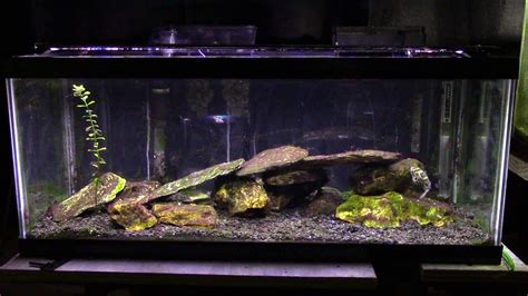 How To Set Up A Brackish Aquarium - Aquarium Views