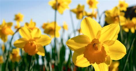 Happy Daffodil Day 2019 Image, Picture Wishes, Quotes & Greetings ...